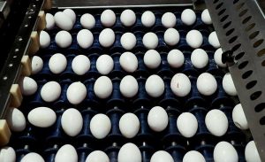 صادرات ۲۰ هزار تن در فروردین امسال