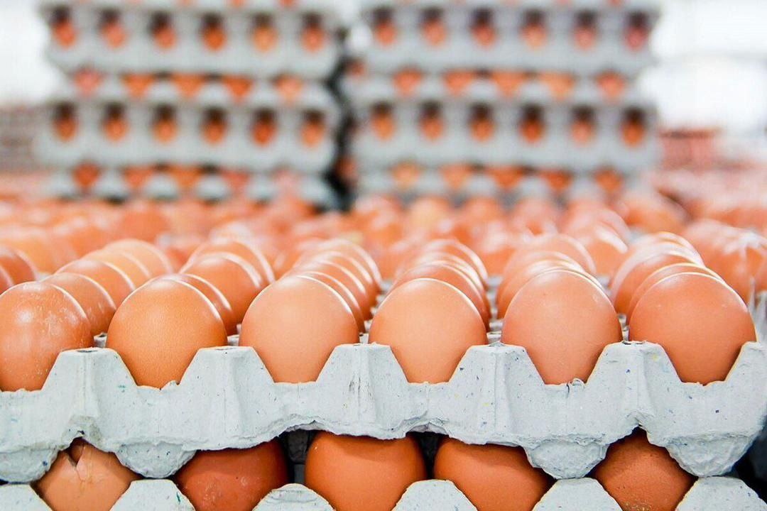 نرخ تخم‌مرغ کاهش یافت